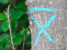 Antalya Lazer Epilasyon Merkezleri, Fiyatlar, Fırsatlar, Kampanyalar